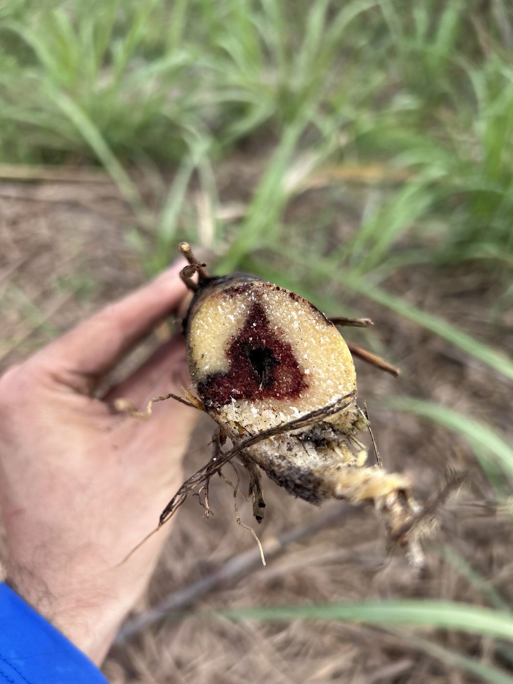 Colmo de cana cortado ao meio para inspeção de sanidade