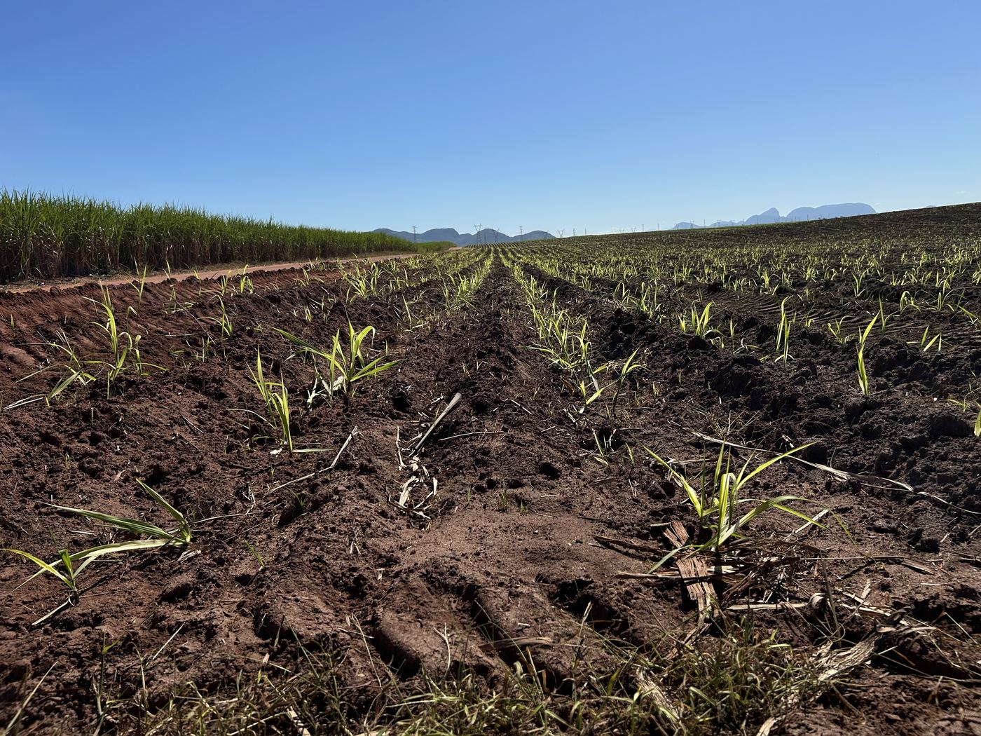 Brotação de cana em linhas de plantio, com serra ao fundo