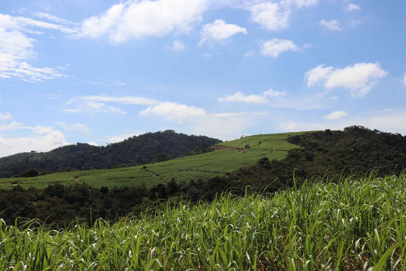 Canavial em encosta com mata e serra ao fundo